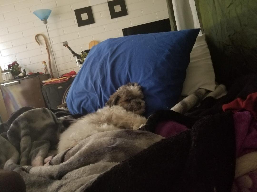 Somedays after a hard days at work I have to fight on who gets the bed.