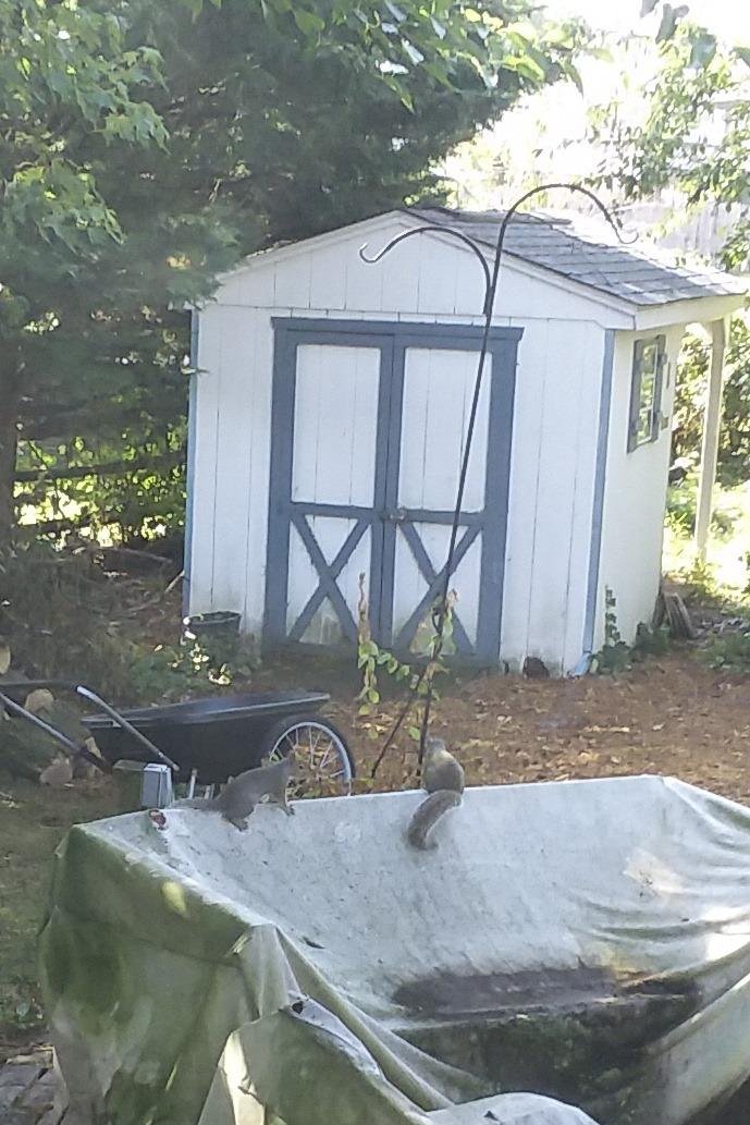 Squirrels were busy playing tag in my back yard. So much fun to watch!