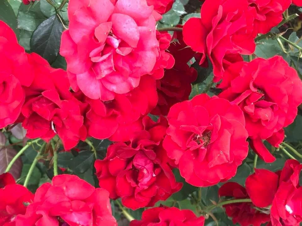 Linda Gera's album, Timeline Photos