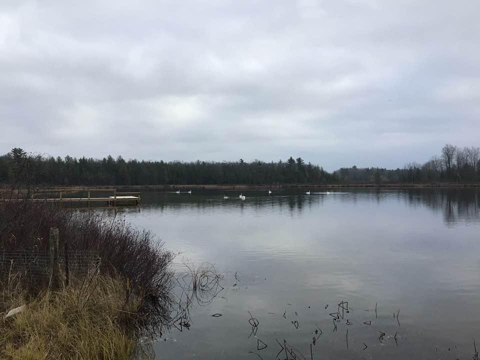 Picture of 9 swans on our sisson lake ready to go south