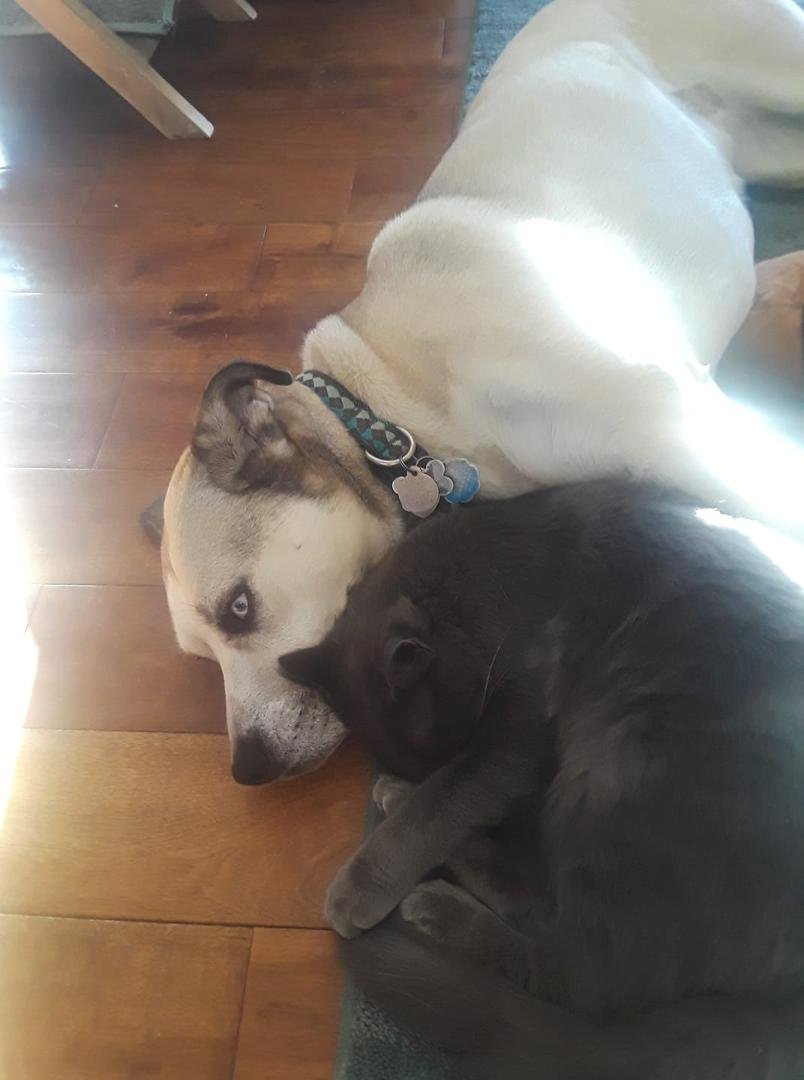 Woodstock and one of her many friends.♥️