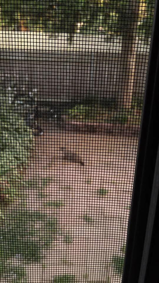 Bad picture, but Sneaky Pete is VERY shy.