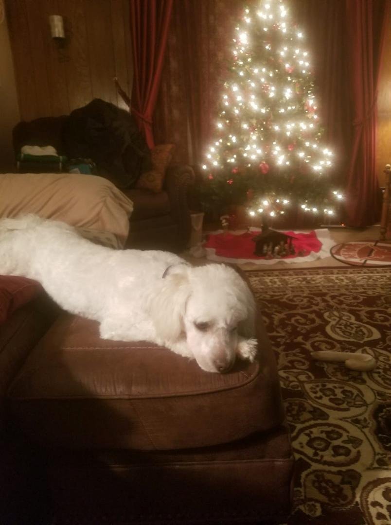 Cassie resting after grooming