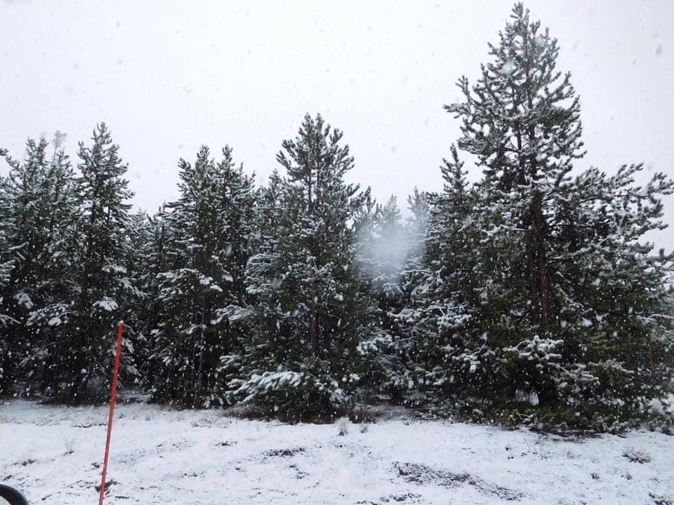 It was snowing in Yellowstone National Park this morning! 🌨 Most had melted late this afternoon. Supposed to be snowing late tonight in Cooke City, MT, Old Faithful in YNP, and around Jackson Hole, WY.