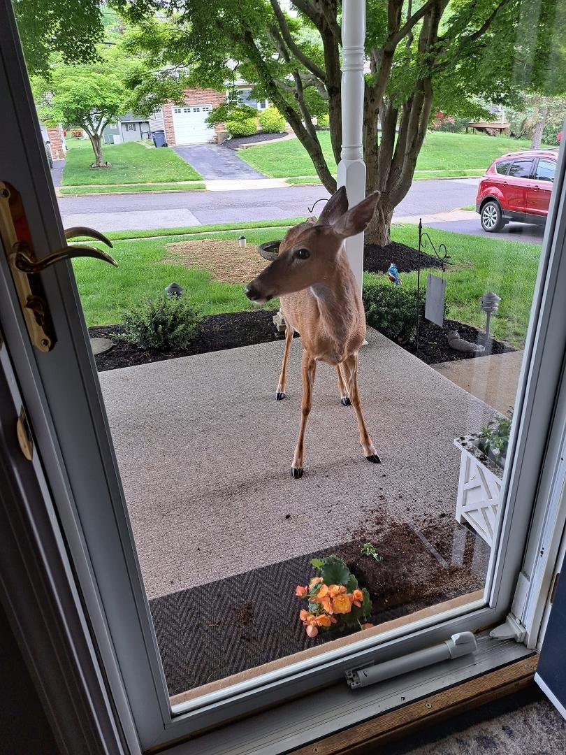 Today she decided to have her lunch on my front porch 😋