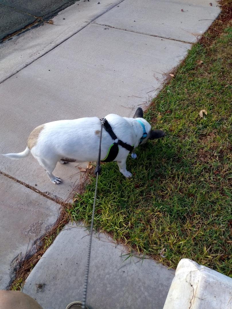 0800 and already 98 degrees and Max wants to go for a walk