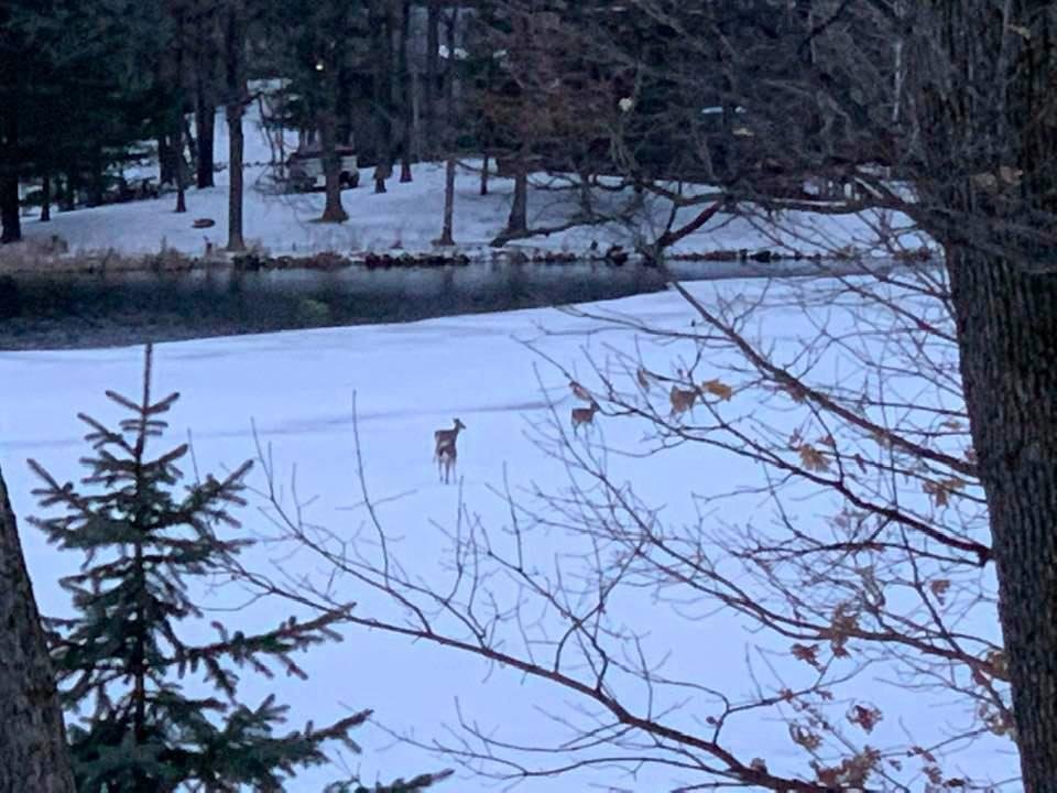 Never seen this before. Hopefully they don’t fall through the ice.. 😮