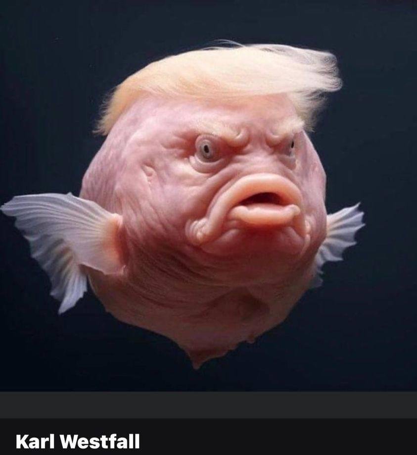 Orange Puffer aka Bottom Feeder Liar Fish...