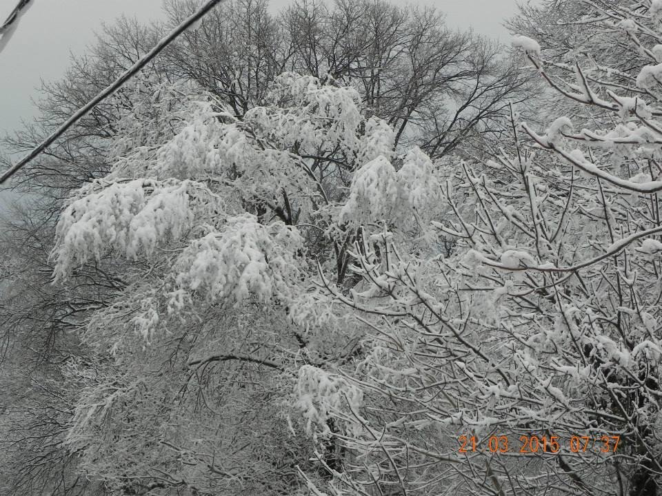 Frederick Everson's album, First day of Spring -- Keyport NJ