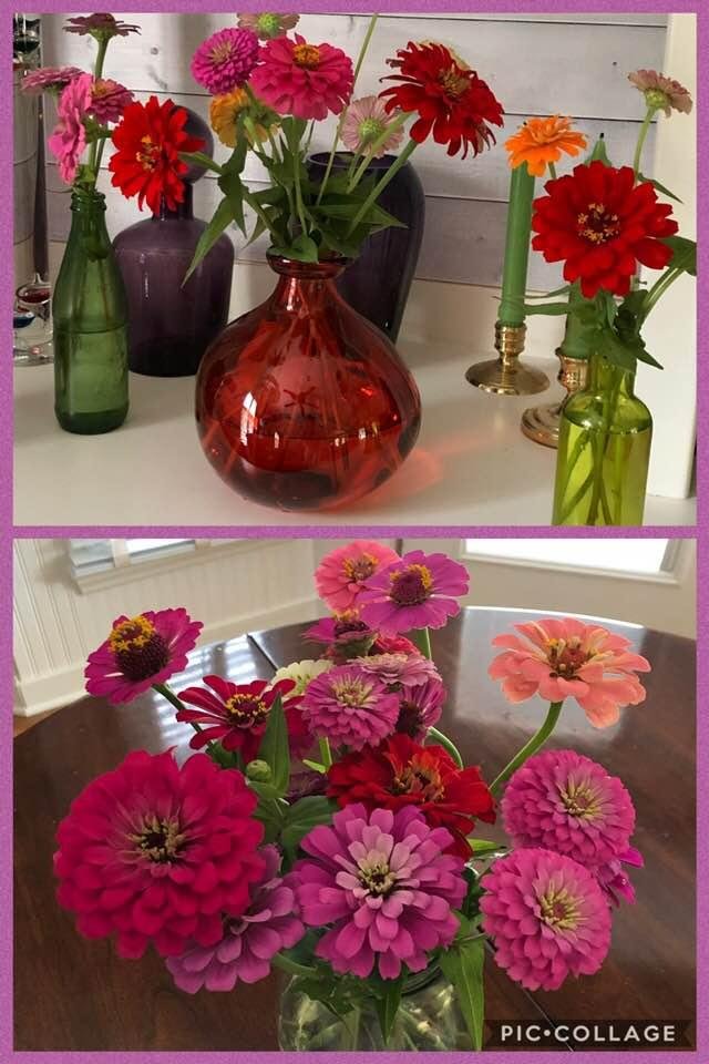 Zinnias keep blooming!
