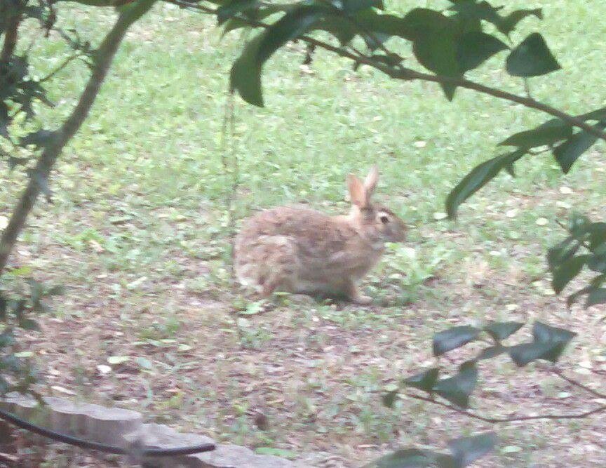 The Easter bunny visited today!