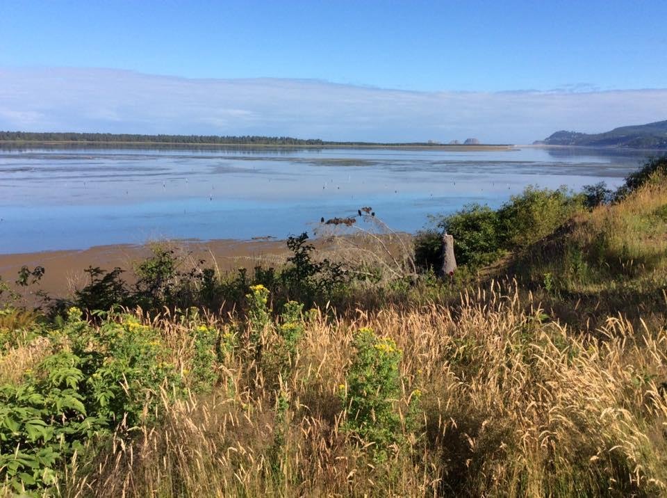 Spent a long weekend at this beautiful bay in Oregon.  If you look closely you will see six turkey vultures on a dead branch.  Being old, I got a bit nervous.