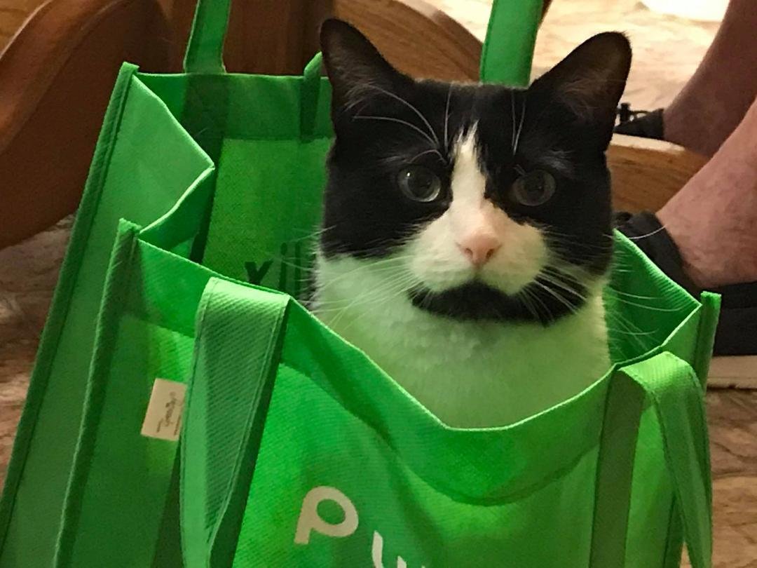 Hello, I am Kitty Ohin, and I love it when my folks buy my food at the Fairview Publix Market. It’s the purr-fect freshness.😻😻