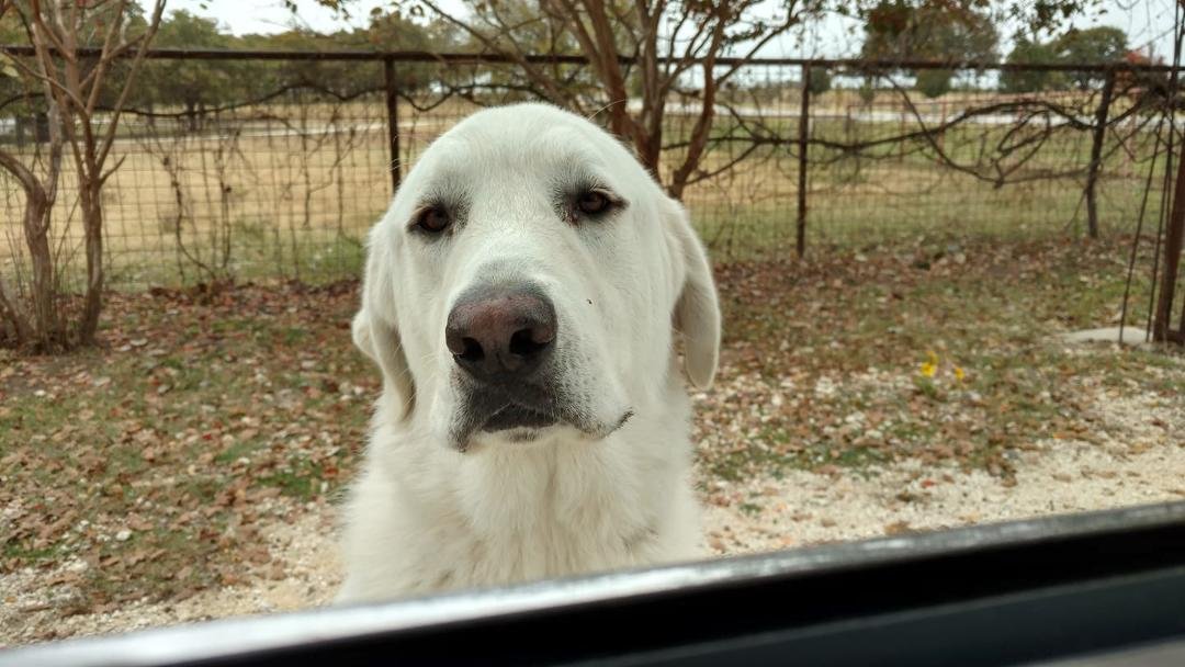 Clyde and the Anatolian Bonnie come running for a cookie everytime I go in or out of the front gate. It started as a reward for not running out when I go thru. They wouldn't stay inside the fences when they first came here.