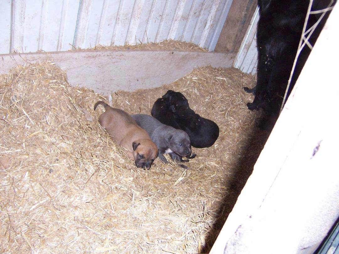 Katie - here are Buster's babies...there are two black ones, the tan (mini-Buster), and the blue.