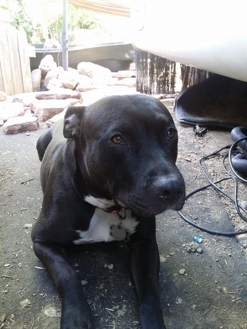 My dog Sarah went missing this morning I am heartbroken please if anyone has seen her or knows where she might be please get in touch with me