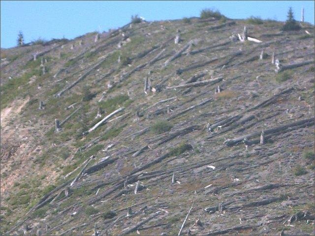 More Blown Down Tree's Windy Ridge