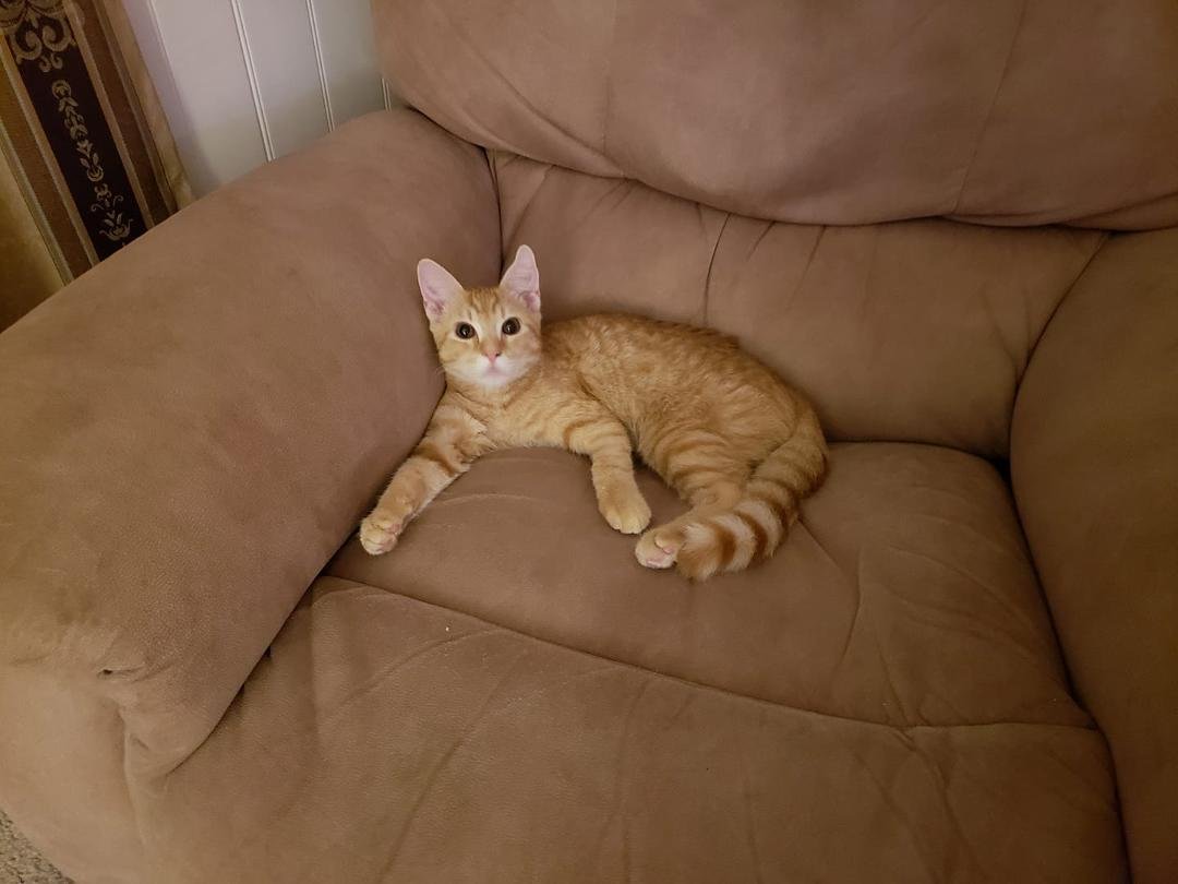 Prince Simba