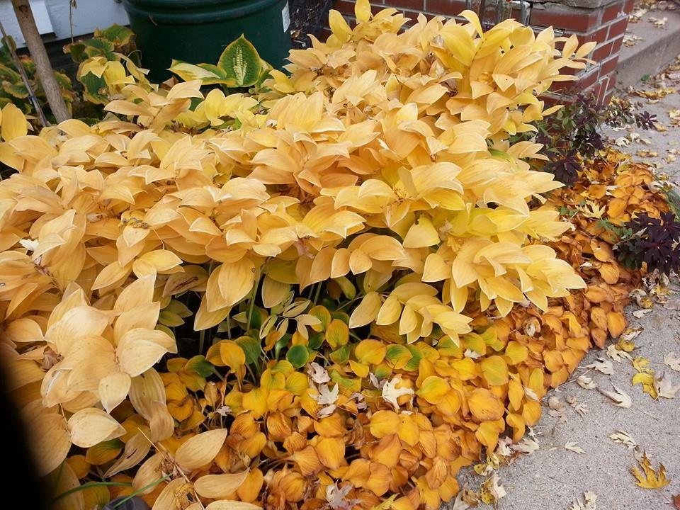 Variegated Solomons seal arcing over the Blue Mouse Ears... What a bonus in fall...