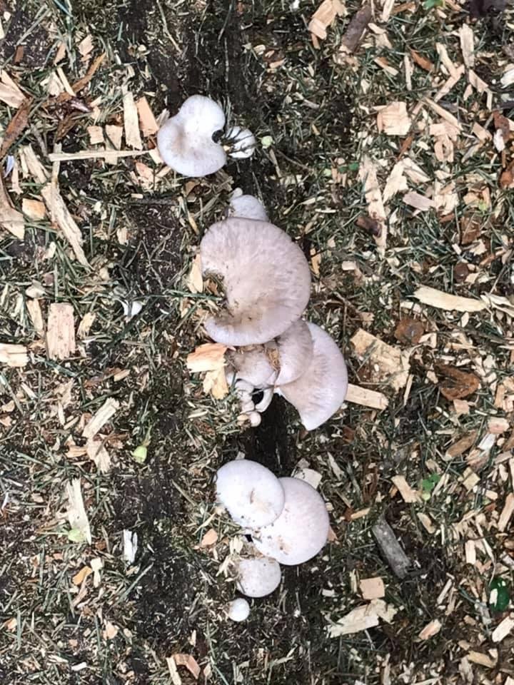 Does anyone know if there’s Mushrooms are edible?