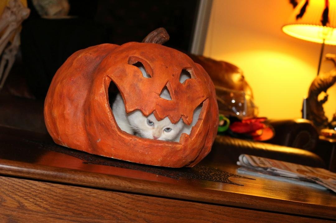 Our new kitten, Sassy June getting into the Halloween spirit.