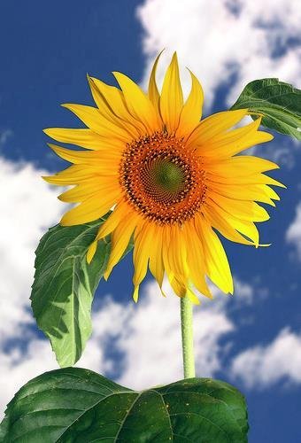 My intention is to fill up Facebook with flowers to break the saturation of negative images and videos. If you like this post, I will choose a flower for you.