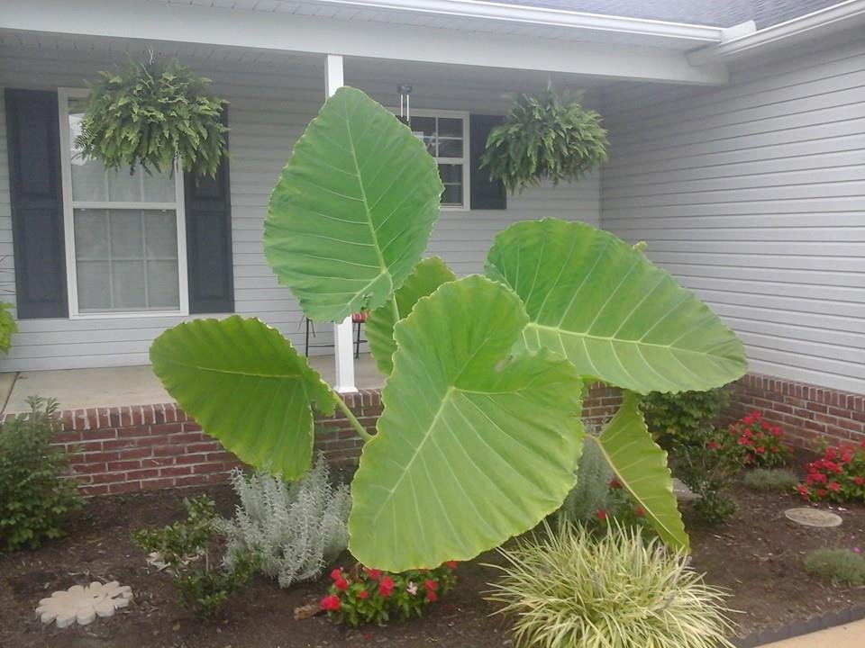These are our elephant ears for this year! The one leaf is almost 5 ft long and over 42 inches wide and still growing!