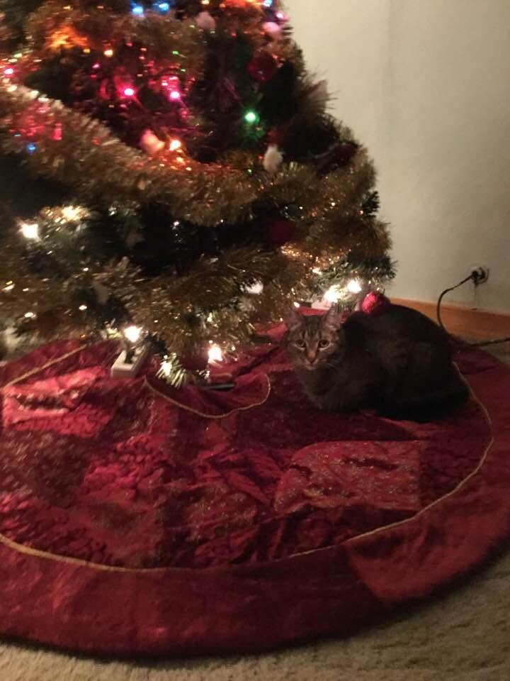 Ting is waiting for Santa too. She’s been good.