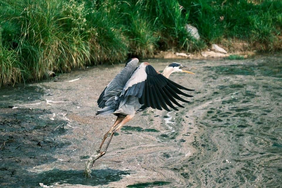 Great Blue Heron at Avenel Farm
