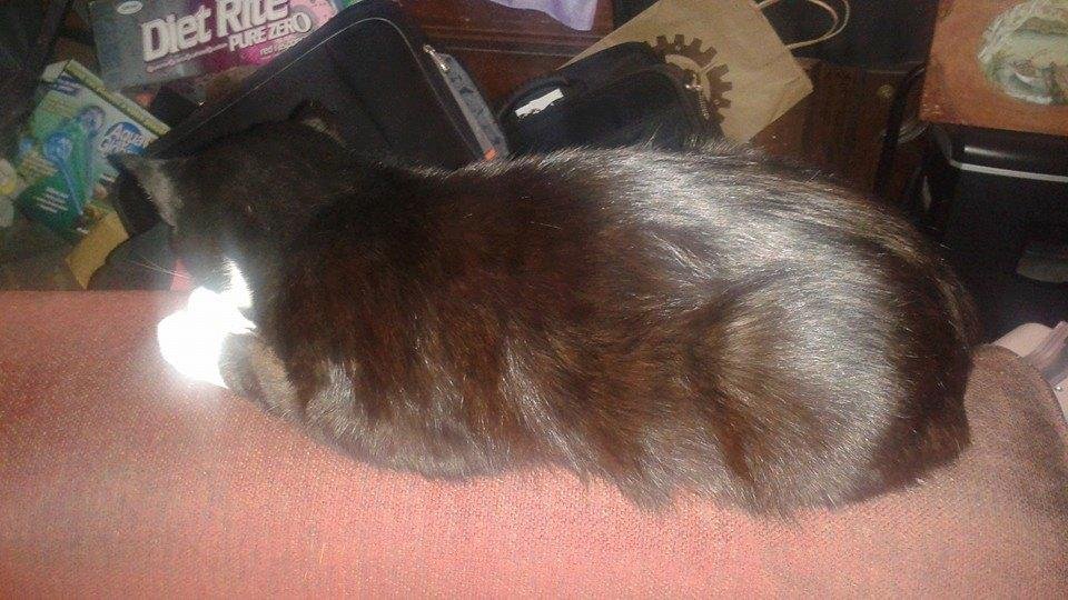 Anrgy kitty sleeping again