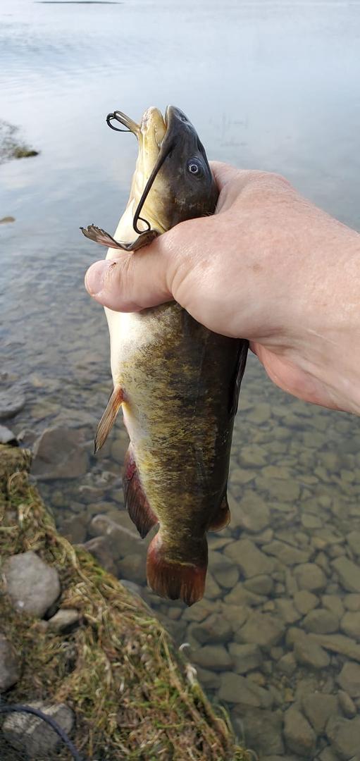 Nice bullhead