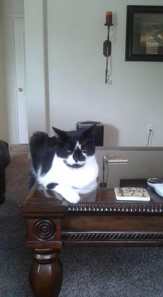 This is Buster, age 14, my forever buddy!!!