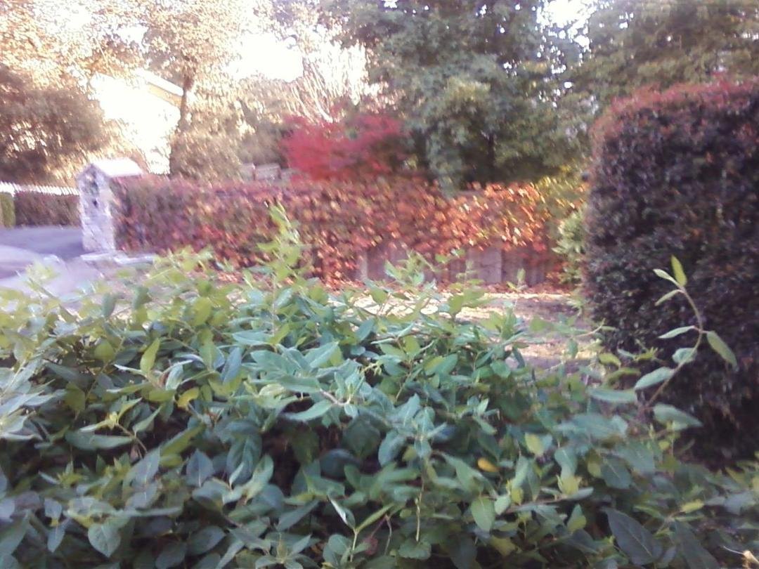 Gena Swain's album, Mobile Uploads