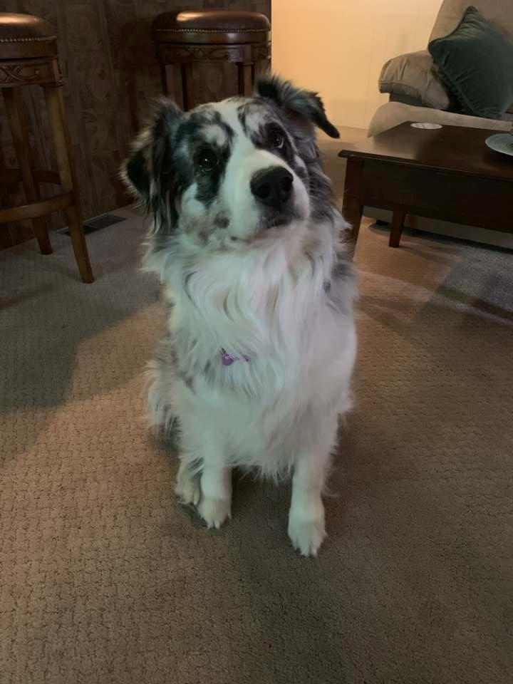 This afternoon we had to say a tearful "good bye" to Layla. This beautiful, loving  girl was with cancer and rather than watch her suffer, we decided to let her go over the "Rainbow Bridge"