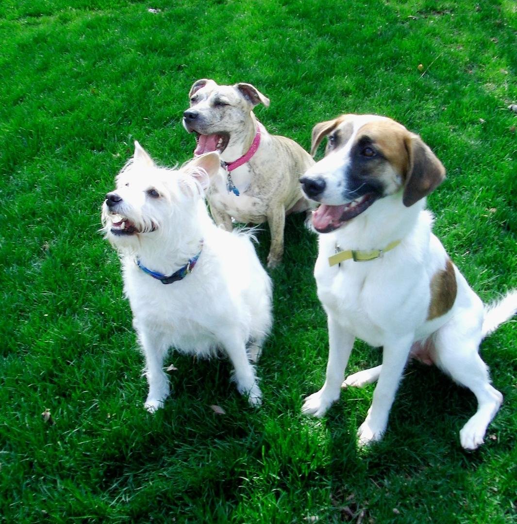 Three Amigos