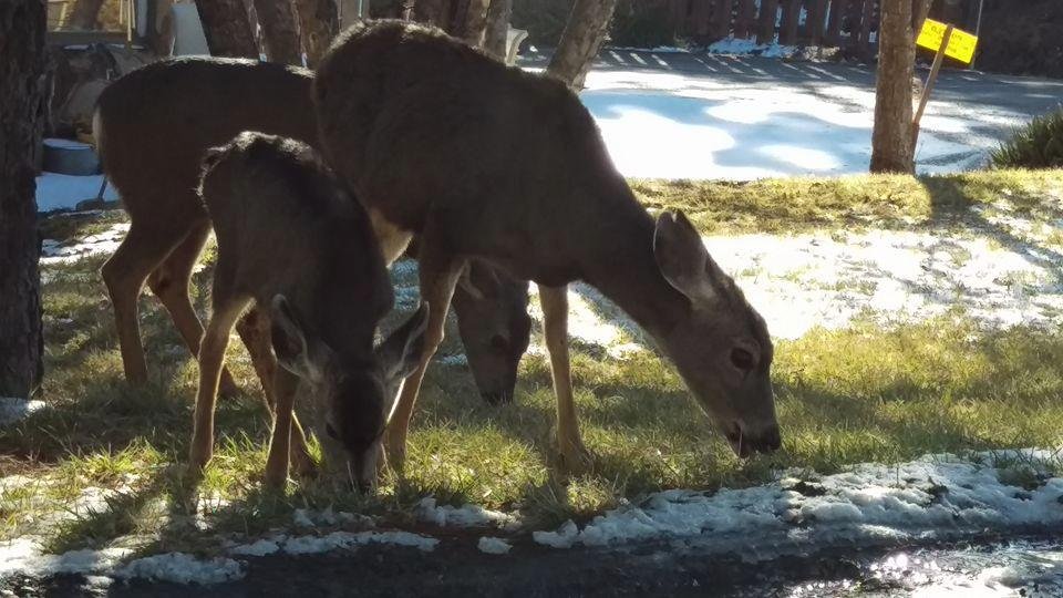 These locals were waiting at our cabin when we checked in.