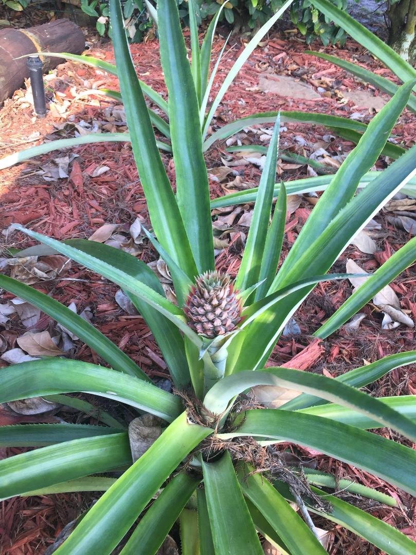 After 3 dormant years, our pineapple plant is finally bearing fruit!