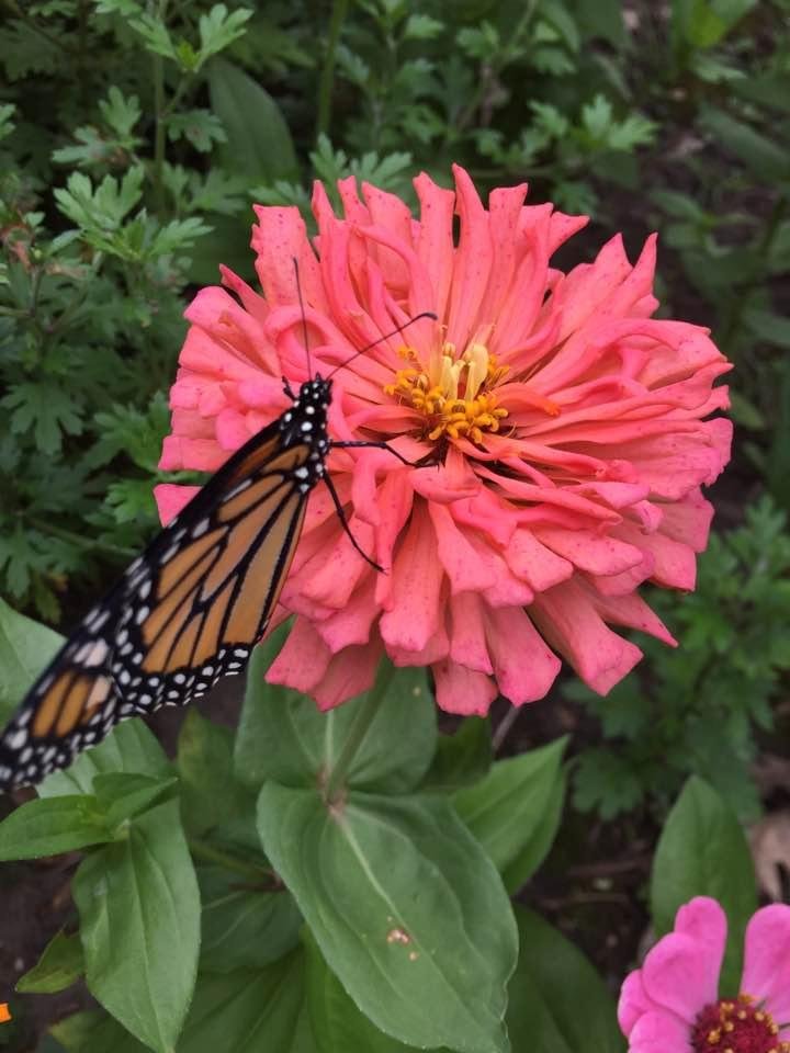 I released the first monarch ( female) this morning. Hoping to release at least 100. I already have well over 100 eggs/caterpillars. Go forth and multiply little girl.