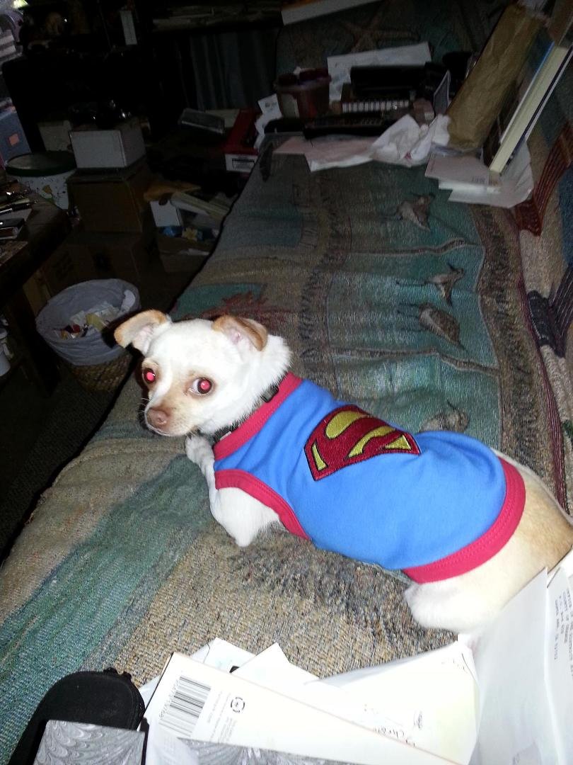 That was a year ago. We think it was potato peels that I through in the garden he ate. Now I through the peels in the trash. Just took our dog Rico to the vet. He was having seizures and lethargic! Hoping everything will be
