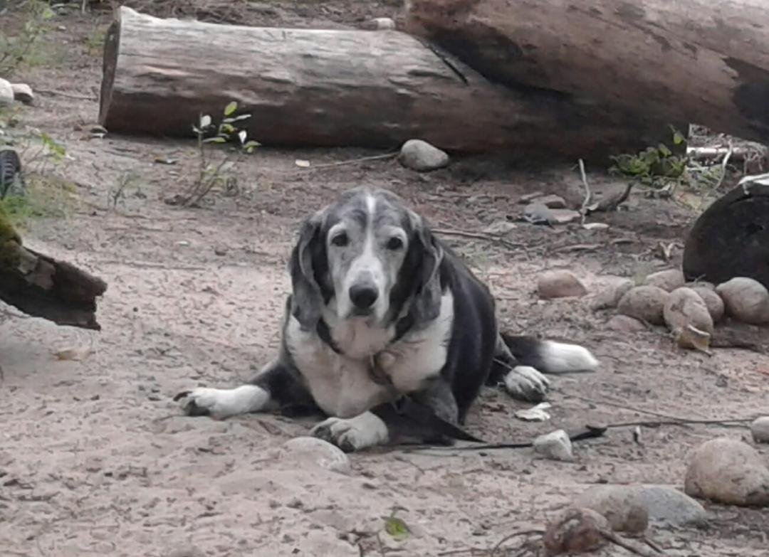 My heart is broken at 1:30 this afternoon I held my  best friend of 14 years in my arms as he took his last breath. Rest well my friend you will be missed.