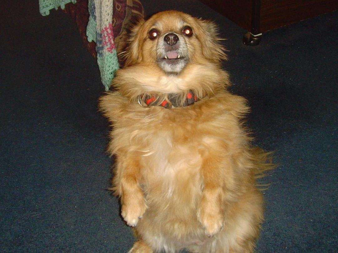 I said I want a cookie!