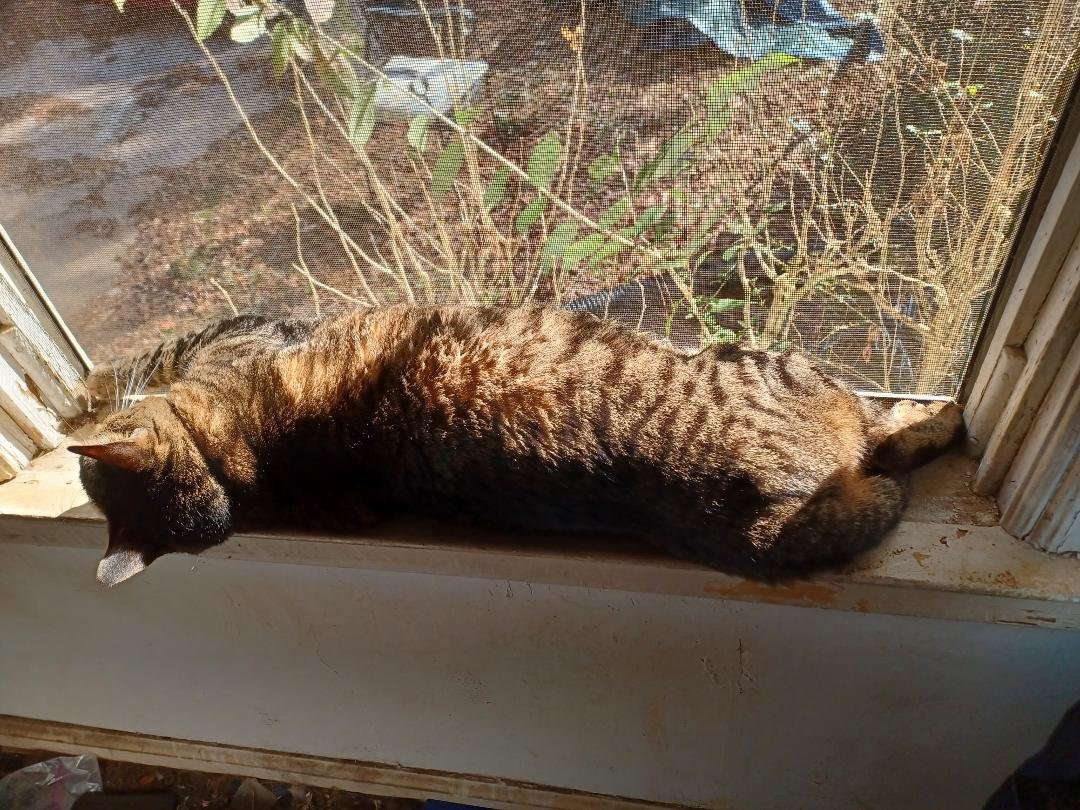 Sunshine daydream