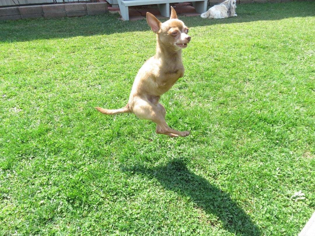 Happy National Specially-Abled Pet Day!! Pictured here is my nephew Pee Wee