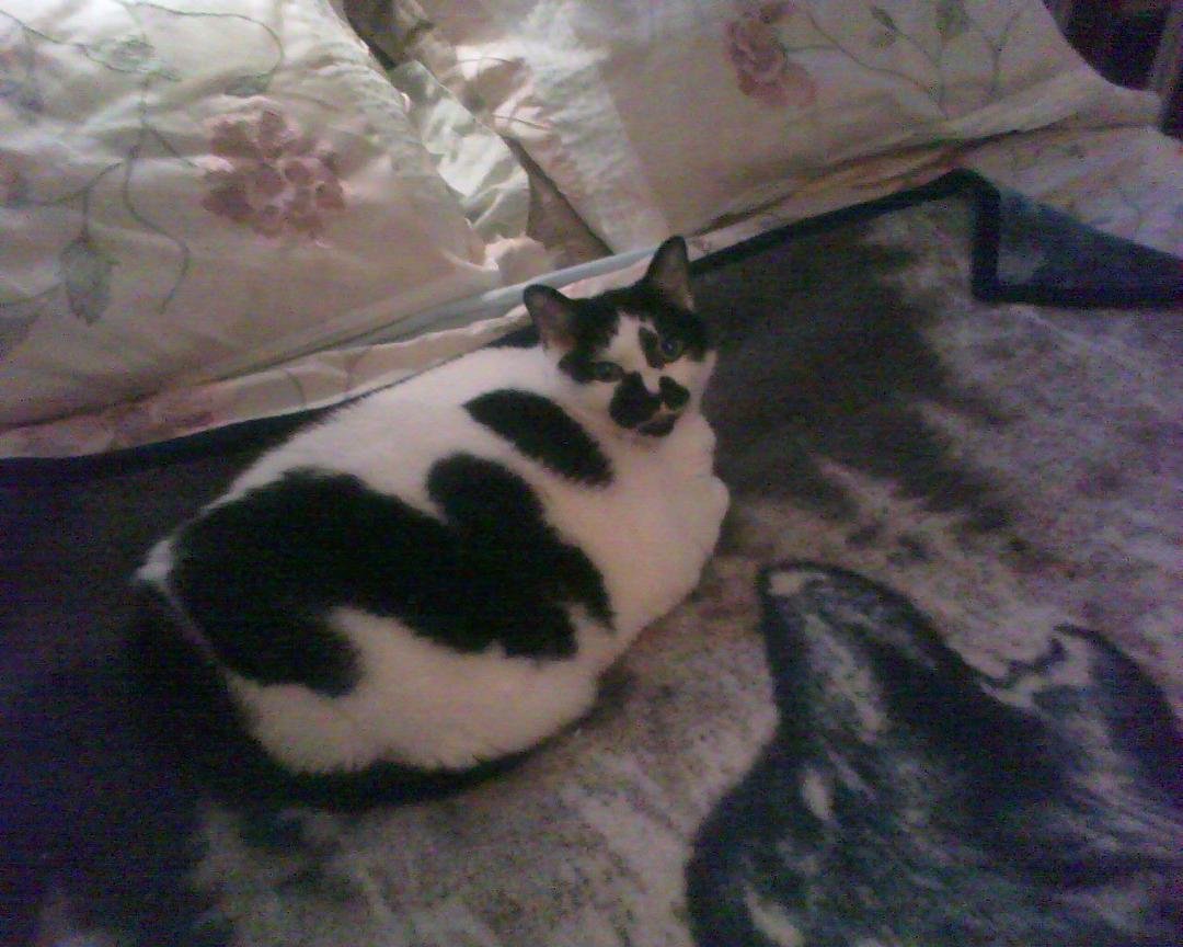 Fatty McFat