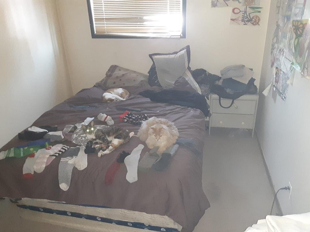 There are 4 cats in this photo find them