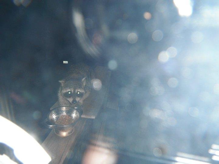Susan Logan's album, coons and spider