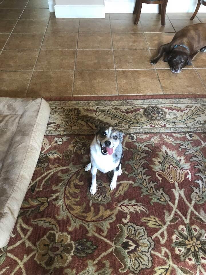 My two amazing pups Hershey and drama Charlie !