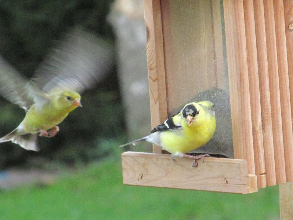 Finches