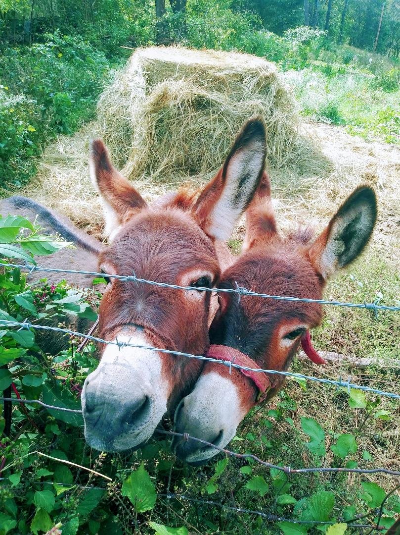 But Mom, Hay is for Horses I want a Burroito!