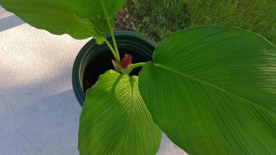 New plant